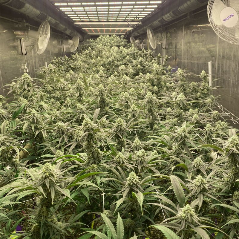 Grow Lights in Cannabis Industry: 5 Important Keys