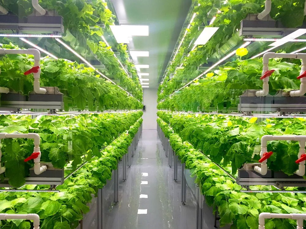 Vertical Farming: Advantages for Energy Saving
